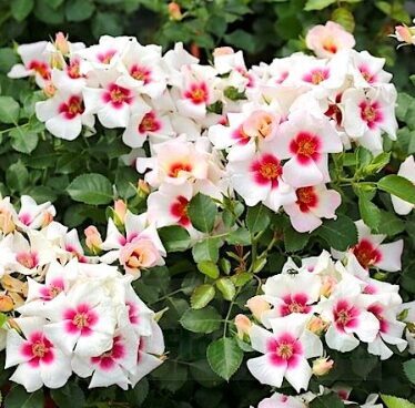 Roze 'Babylon Aria Eyes'